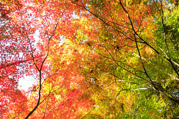 Beautiful Autumn Leaves in Kyoto Japan
