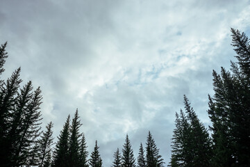 Silhouettes of fir tops on cloudy sky background. Atmospheric minimal forest scenery. Tops of green conifer trees against gray overcast sky. Nature backdrop with firs and sky. Woody mystery landscape.