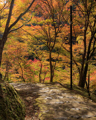 Obraz premium Beautiful Autumn Leaves in Kyoto Japan