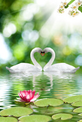 Image of two swans on water