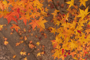 Beautiful Autumn Leaves in Kyoto Japan