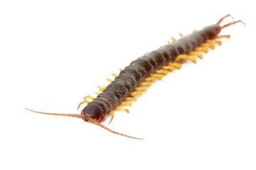 Image of centipedes or chilopoda isolated on white background. Animal. Poisonous animals.