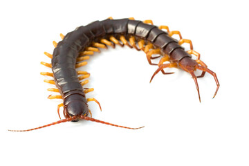 Image of centipedes or chilopoda isolated on white background. Animal. Poisonous animals.