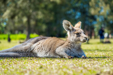 Baby Joey Kangaroo in country Australia - these marsupials are a symbol of Autralian tourism and natural wildlife, the iconic kangaroos.