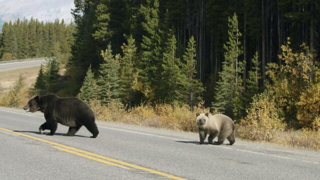 Grizzly Sow and Grizzly Cub Crossing the Road in Kananaskis Country Alberta Canada in Autumn