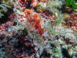 Fototapeta na wymiar A Red Scorpionfish (Scorpaena scrofa) in the Mediterranean Sea