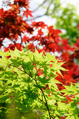 Obraz premium 大徳寺芳春院の庭木