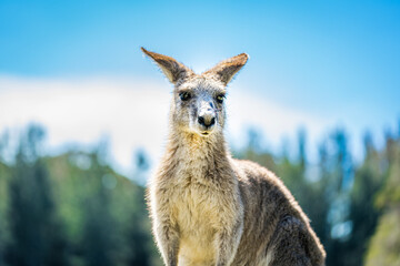 Kangaroo in country Australia - these marsupials are a symbol of Autralian tourism and natural wildlife, the iconic kangaroos.