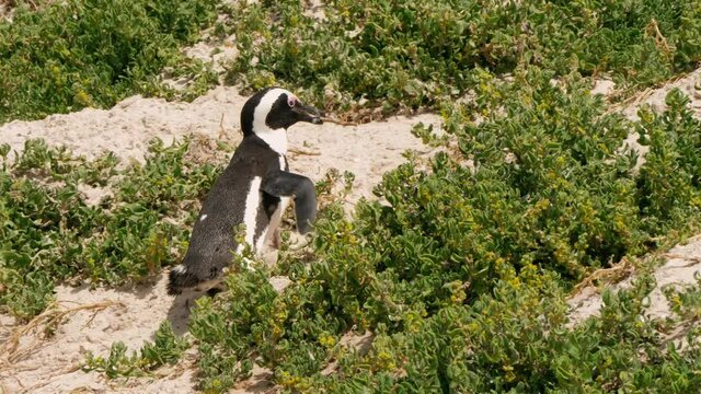 Pinguine am Boulders Beach in Kapstadt S&uuml;dafrika laufen und schwimmen