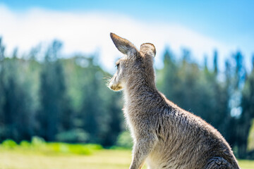 Kangaroo in country Australia - these marsupials are a symbol of Autralian tourism and natural wildlife, the iconic kangaroos.