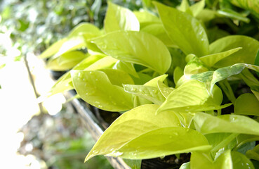 観葉植物（ポトス）