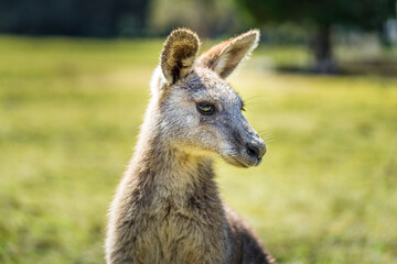 Kangaroo in country Australia - these marsupials are a symbol of Autralian tourism and natural wildlife, the iconic kangaroos.