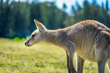 Naklejka na ściany i meble Kangaroo in country Australia - these marsupials are a symbol of Autralian tourism and natural wildlife, the iconic kangaroos.