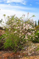Almond tree with flowers