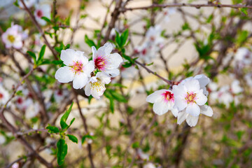 Almond flowers on tree