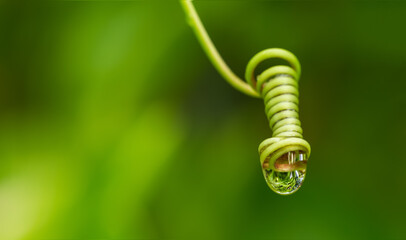 Swirl green leaf with water drops. Macro photography with super shallow depth of field.Rainy...