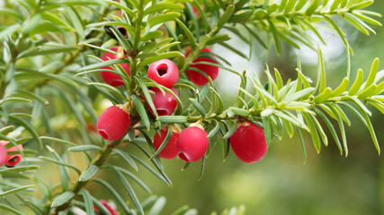 (Taxus baccata) Common yew with bright red berries or aril on stem with dark green foliage
