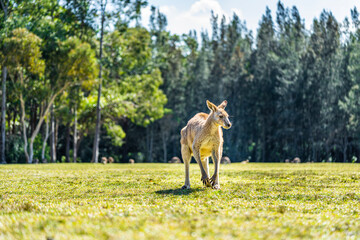 Kangaroo in country Australia - these marsupials are a symbol of Autralian tourism and natural wildlife, the iconic kangaroos.