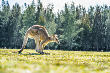 Kangaroo in country Australia - these marsupials are a symbol of Autralian tourism and natural wildlife, the iconic kangaroos.