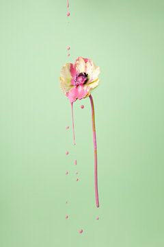 Creative autumn layout made of flower with dripping pink paint on pastel background. Minimal fall or floral concept.