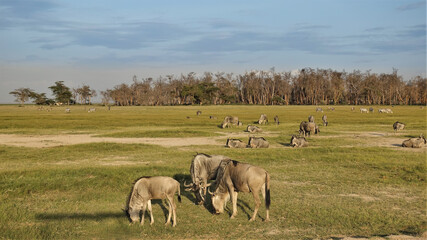 Naklejka na ściany i meble Wildebeests graze and rest on the yellowed grass of the savannah. A large group of animals. In the distance, against the blue sky, thickets of trees. Kenya. Amboseli park.
