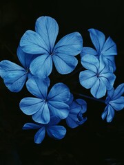 photo of artistic flowers in blue color