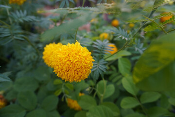 Photo of the close up marigold flowers in the garden in Chiang Rai, Thailand
