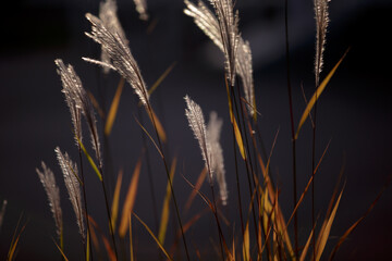 Fototapeta premium Flowering spikelets of Miscanthus sinensis. Dry autumn grasses with spikelets of beige color close-up. Solar illumination, contour light. Natural background. Selective focus.