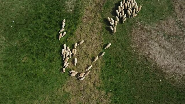 Herd of sheep grazing in the countryside in Istanbul