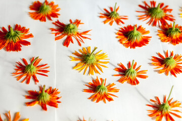 Dried calendula flowers - an important drug in medicine, Tver region, Russia