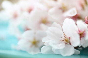 Fototapeta na wymiar 瑠璃色の和皿と桜の花