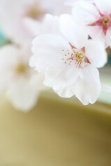 辛子色の布を背景にした桜の花