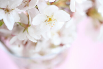 桃色の布を背景にした桜の花