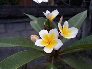 Yellow Frangipani or Plumeria flower known as bunga kamboja in Indonesia