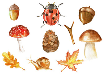 Set of watercolor hand drawn objects isolated on white background for pattern, invitation, postcard, textile, fabric. Acorn, lady bug, mushroom, pinecone, slug, leaf, stick