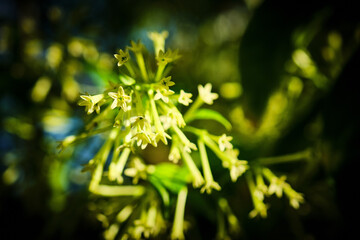 Flores de Dama de noche 