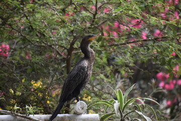 Naklejka premium Pajaro