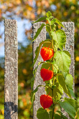 Physalis branch and sunbeams decorate an old wooden fence, Tver region, Russia