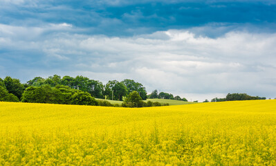 Fototapeta na wymiar A blooming yellow rapeseed field and green trees with overcast sky, Scotland