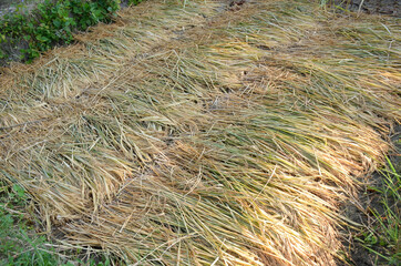 bunch the yellow ripe paddy plant grains down in the field meadow.