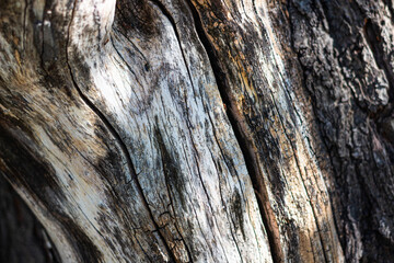 Bark texture of old big tree
