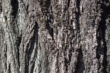 Bark texture of old big tree