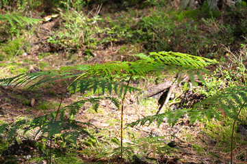 Farn am Waldrand!
