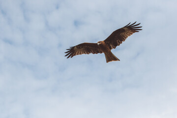 空を飛ぶ鳶
