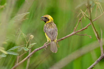 baya weaver on tree