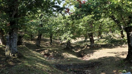 Fototapeta premium Montella - Castagneto del monte