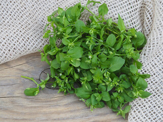 Bunch of useful common chickweed plant with a napkin on a wooden table, closeup, top view. Spicy herb stellaria media for nutrition, use in medicine and cosmetology