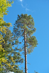 Zweige und Bäume ganz allein!