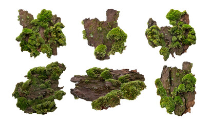 Set of Moss or Mosses on a pine bark, Green moss on a tree bark isolated on white background, with...