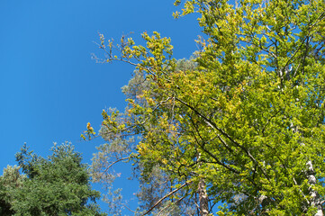 Zweige und Bäume ganz allein!